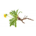 Dandelion Roots - 100 gms