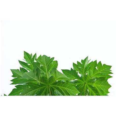 Papaya Leaves Powder - 250 gms