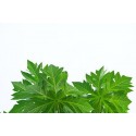 Papaya Leaves Powder - 250 gms