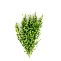 Horsetail Leaves Dried - 100 gms