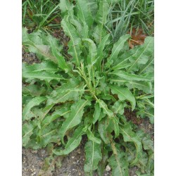 product image Yellow Dock/RUMEX CRISPUS Leaves Dried - 100 gms