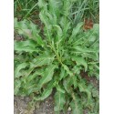 Yellow Dock/RUMEX CRISPUS Leaves Dried - 100 gms