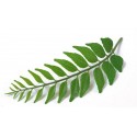 Curry Leaves Dried  - 250 gms