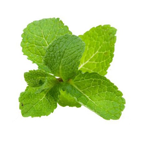 Mint Leaves Dried (250 Gms)