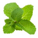 Mint Leaves Dried  - 100 gms