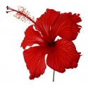 Hibiscus Flowers Dried - 250 gms