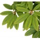 Rhododendron Leaves 100 Gms