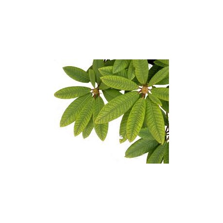 Rhododendron Leaves 100 Gms