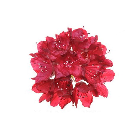 Rhododendron Flowers Dried 100 Gms