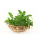 Stevia Leaves Dried - 250 Gms
