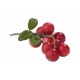 Cranberries Dried - 250 gms