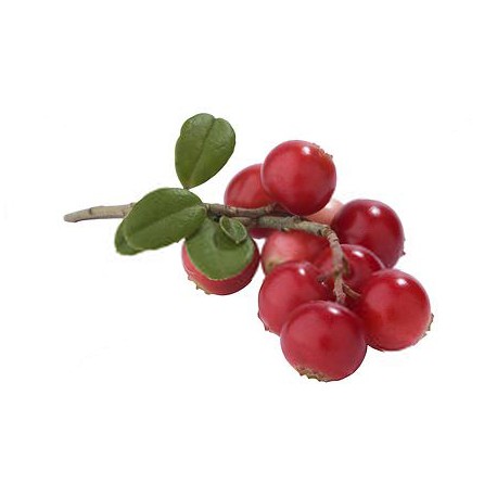 Cranberries Dried - 250 gms